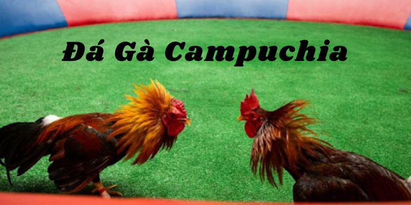Những Loại Cược Hấp Dẫn Trong Đá Gà Campuchia Tại OK365