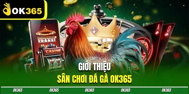 Tổng quan sảnh đá gà OK365 – Kết nối chiến kê đỉnh cao